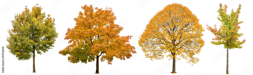 Autumn trees isolated white background. Oak, maple, linden