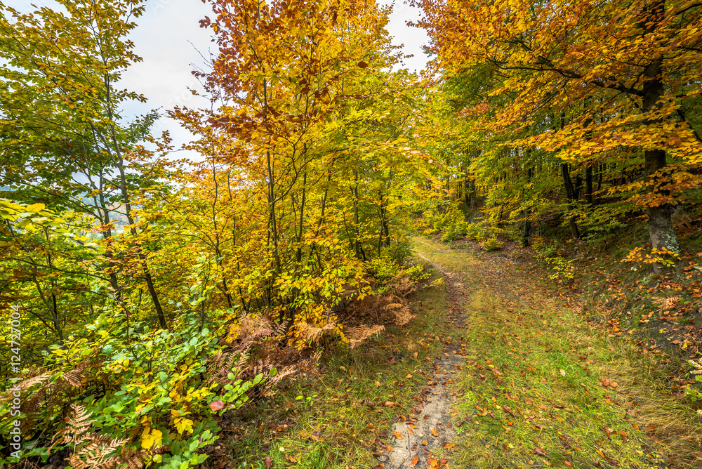 Obraz premium Road in the forest, autumn landscape with colorful trees, nature trail in Poland