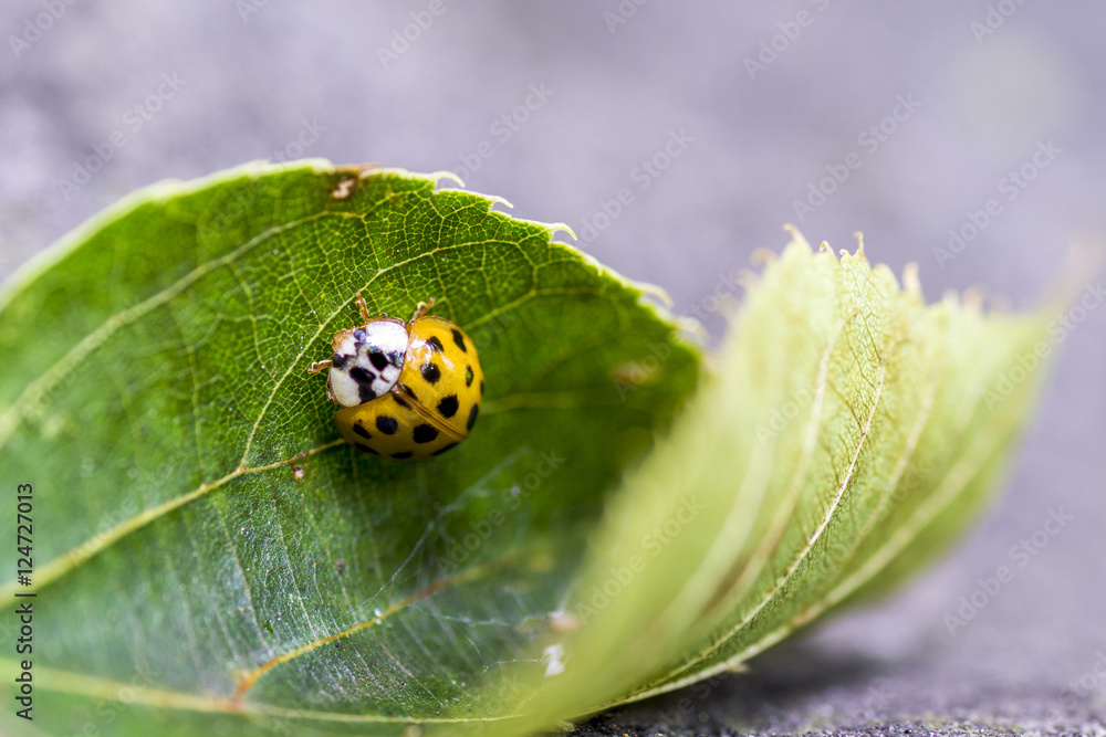 Fototapeta premium Marienkäfer beim Fressen auf einem Blatt