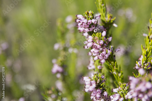 Common heather  Ling  Calluna vulgaris  plant