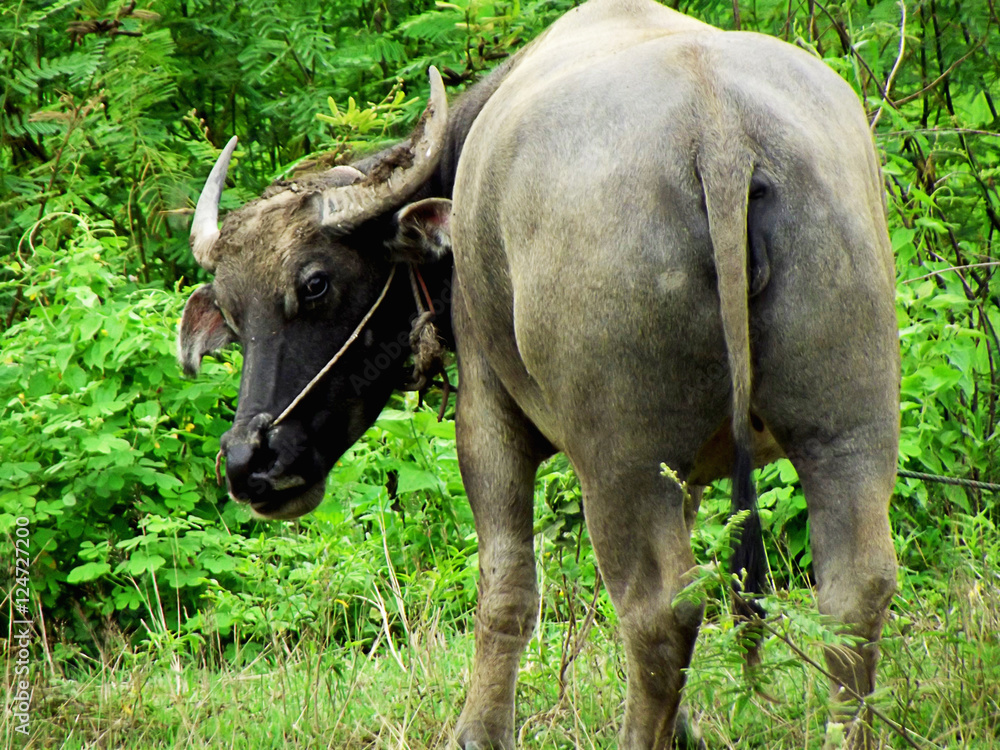 buffalo ass animal wildlife nature background grass plant buffalo ass animal wildlife nature background grass plant