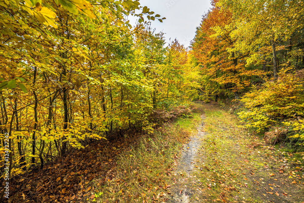 Path in the forest, autumn landscape with colorful trees, nature trail in Poland