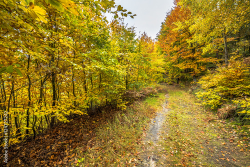 Path in the forest, autumn landscape with colorful trees, nature trail in Poland