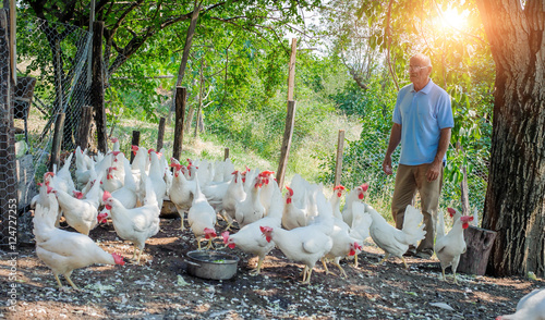 Farmer feeding big farm chickens photo