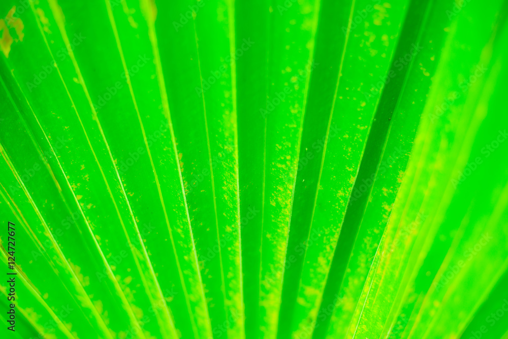 Obraz premium Green blurred background