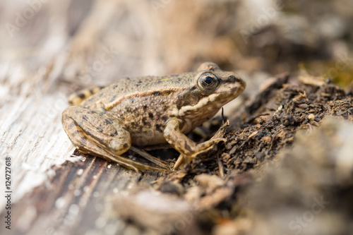 Grasfrosch