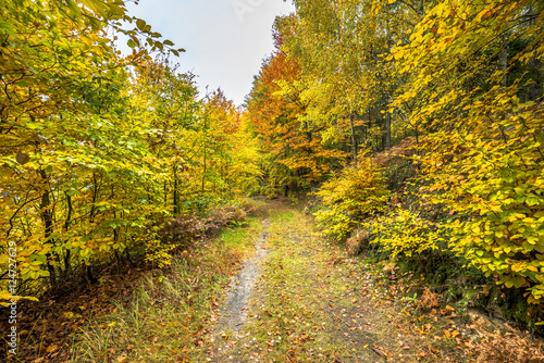 Road in the forest, autumn landscape with colorful trees, nature trail in Poland
