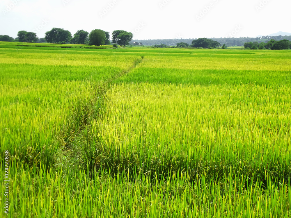 Obraz premium rice field plant nature background asia paddy outdoor