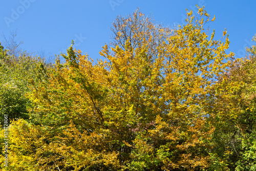 Tree branches with yellow and green autumn leaves