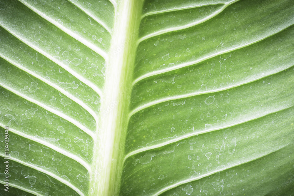 Green leaf texture with water stain for background Green leaf texture with water stain for background