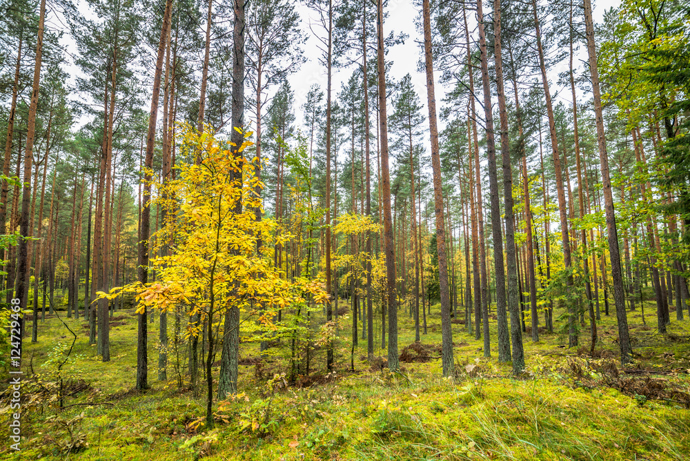 Fototapeta premium Oak tree with yellow leaves. Pine forest, autumn landscape, Poland
