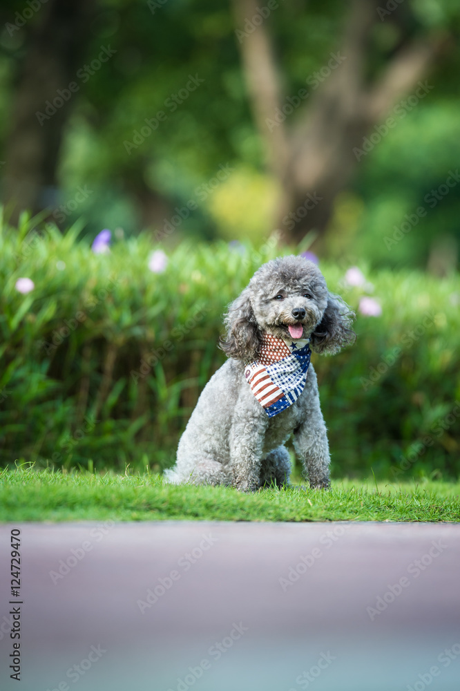 Poodles playing in the grass