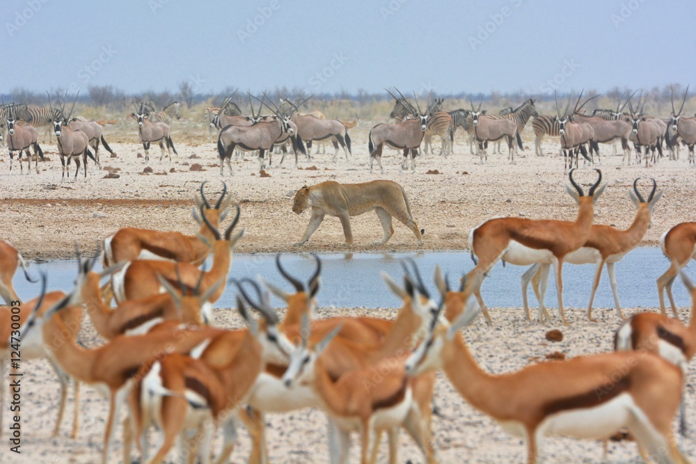Obraz premium Löwe (panthera leo) auf Beutezug im Etosha Nationalpark