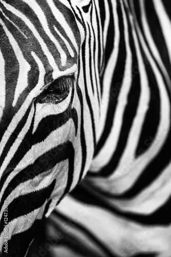 Monochromatic image of a the face of a Grevy's zebra. Skin of an African zebra, zebra background, black and white stripes.