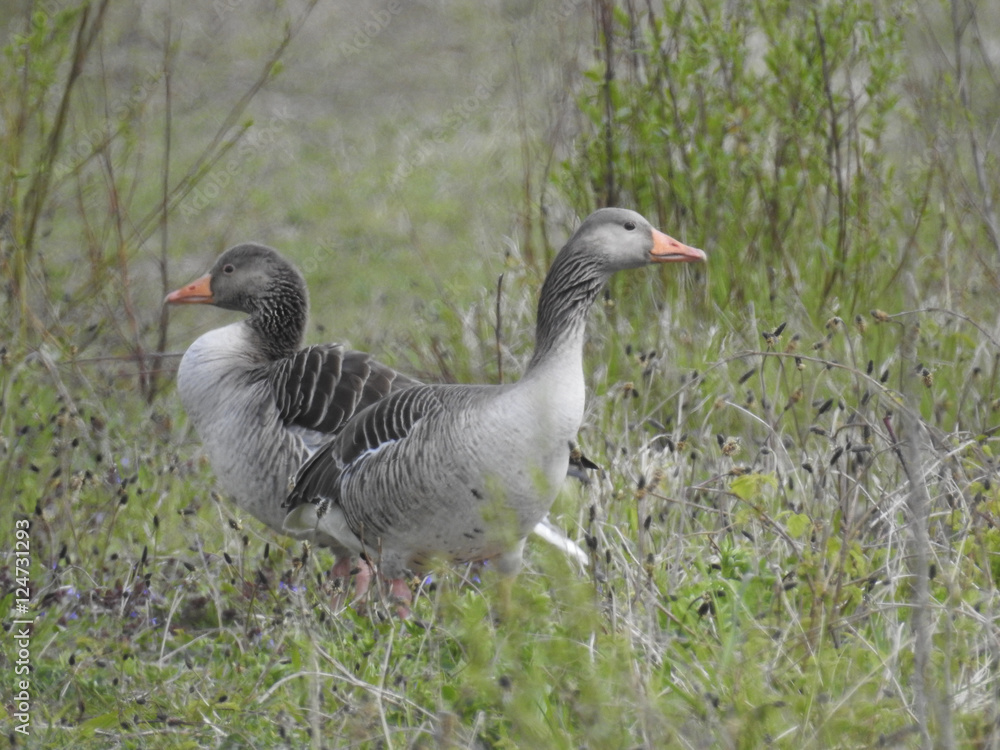 Fototapeta premium Gänse