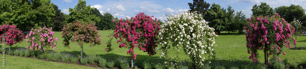 Rosenblüte im Westfalenpark, Dortmund, Nordrhein-Westfalen, Deutschland, Europa Rosenblüte im Westfalenpark, Dortmund, Nordrhein-Westfalen, Deutschland, Europa