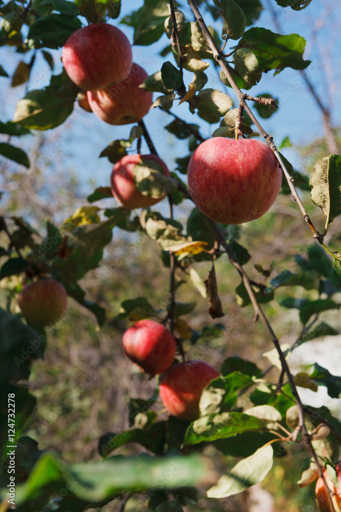 Red ripe apple on branch closeup of tree in garden Red ripe apple on branch closeup of tree in garden
