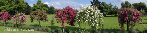Rosenblüte im Westfalenpark, Dortmund, Nordrhein-Westfalen, Deutschland, Europa