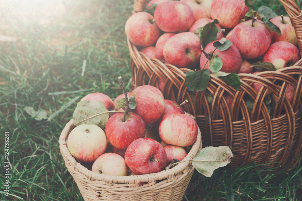 Baskets with apples harvest in fall garden Baskets with apples harvest in fall garden