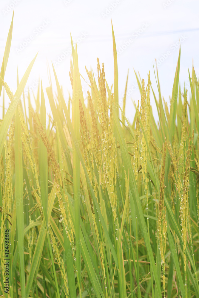 Rice field Rice field