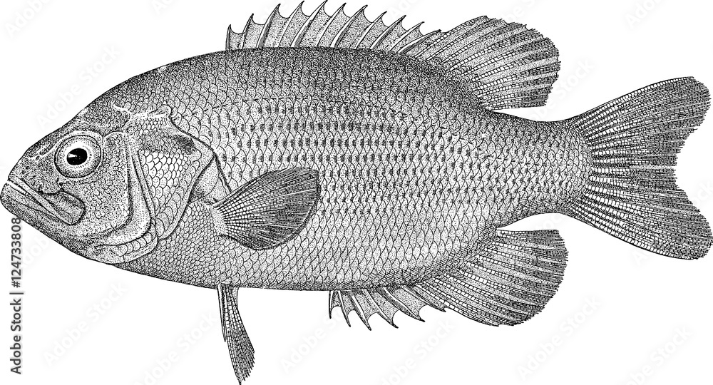 Vintage image fish sea bass - obrazy, fototapety, plakaty 