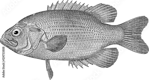 Vintage image fish sea bass photo