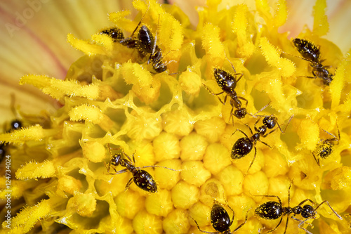 many ant workers on yellow flower. close photo