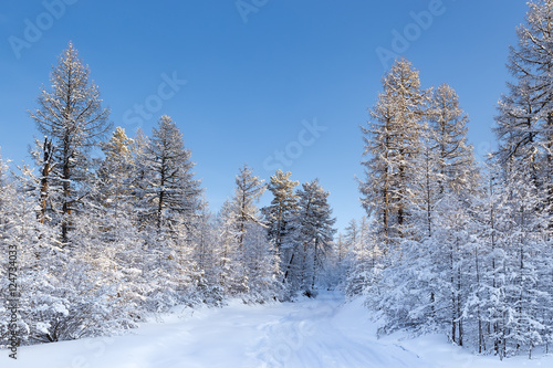 road in a snowy winter wood
