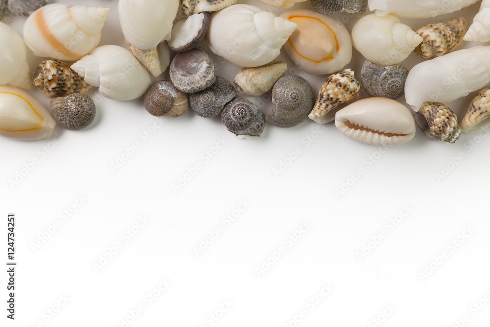 Fototapeta premium sea shells on a white background