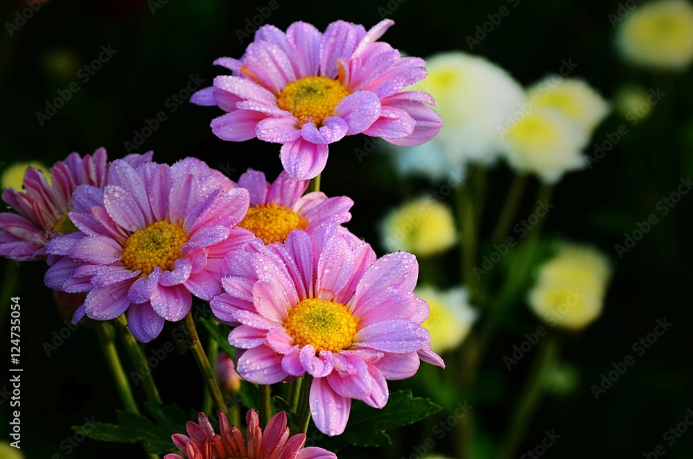 Obraz premium the Chrysanthemum or Dendranthemum grandifflora flowers in farm in vintage style
