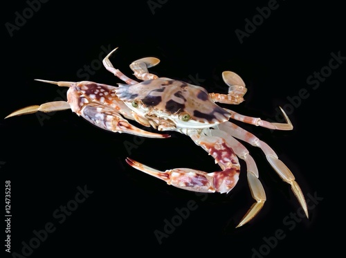 Crucifix crab isolated on black background,tropical colorful crab 