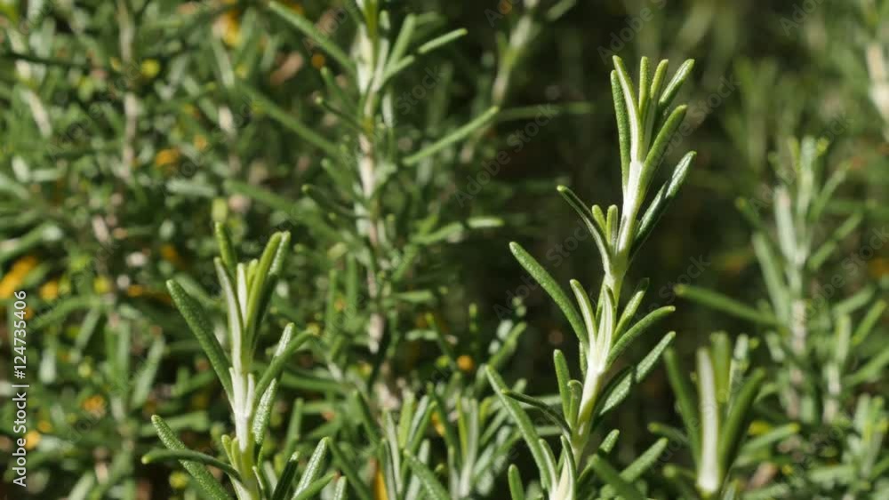 Green rosemary herbal plant in the garden shallow DOF 4K 2160p 30fps UltraHD footage - Tasty spicy perennial bush needles Rosmarinus officinalis on wind close-up 3840X2160 UHD video Green rosemary herbal plant in the garden shallow DOF 4K 2160p 30fps UltraHD footage - Tasty spicy perennial bush needles Rosmarinus officinalis on wind close-up 3840X2160 UHD video