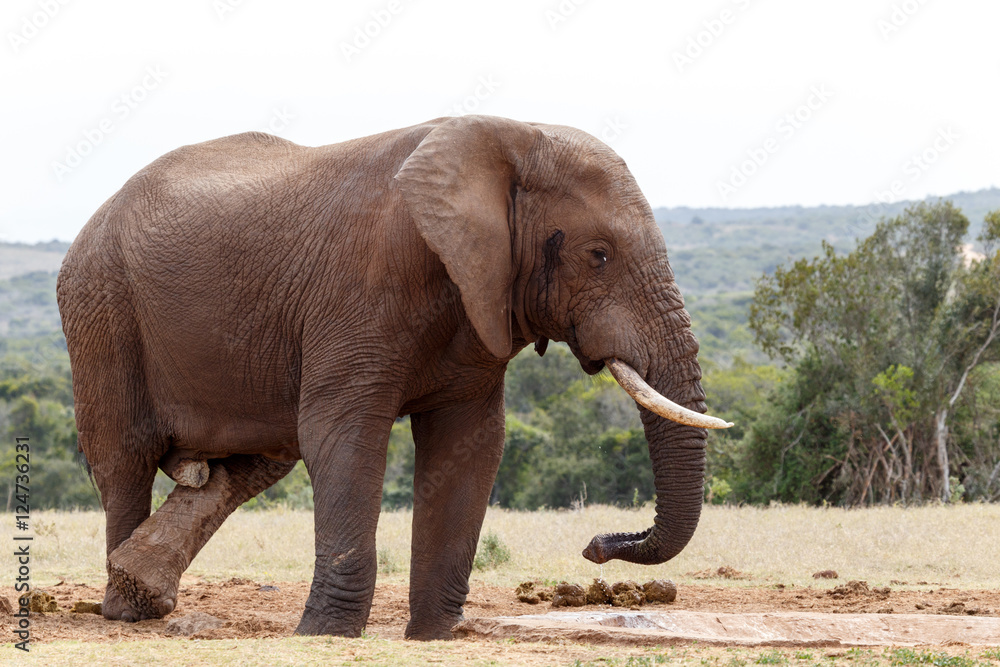Fototapeta premium Bush Elephant crossing his legs at the watering hole