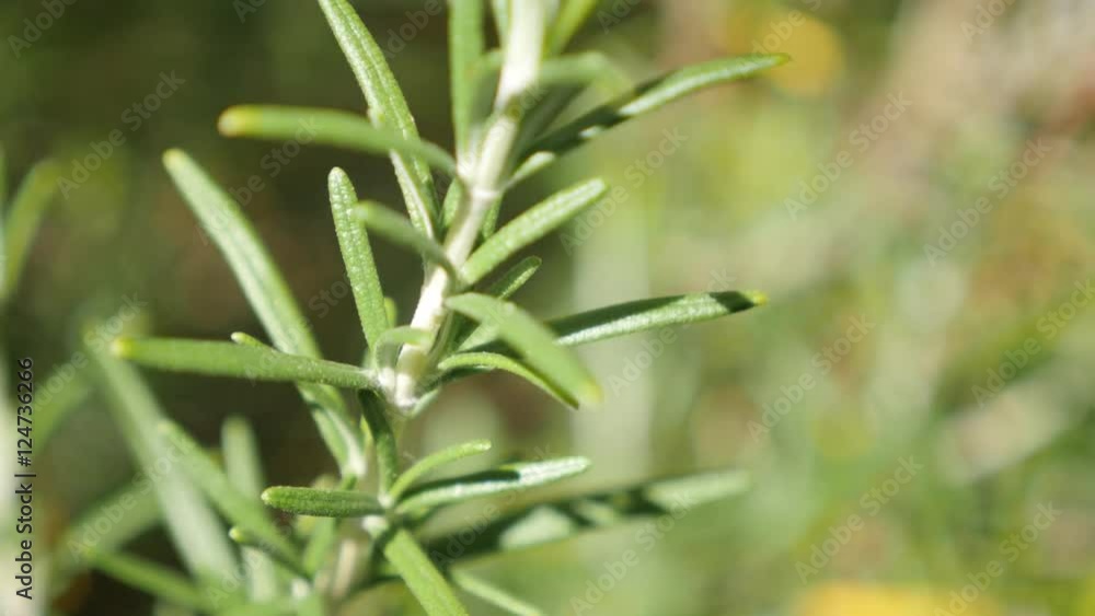 Needles of tasty spicy bush Rosmarinus officinalis on wind close-up 4K 2160p 30fps UltraHD footage - Perennial green rosemary herbal plant in the garden shallow DOF 3840X2160 UHD video Needles of tasty spicy bush Rosmarinus officinalis on wind close-up 4K 2160p 30fps UltraHD footage - Perennial green rosemary herbal plant in the garden shallow DOF 3840X2160 UHD video