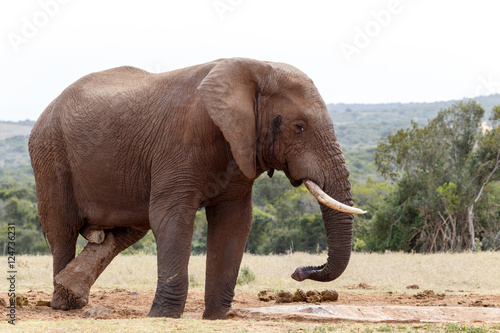 Bush Elephant crossing his legs at the watering hole