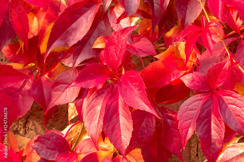Close-up of red five-leaved ivy (Virginia creeper) foliage on the branch: colorful background