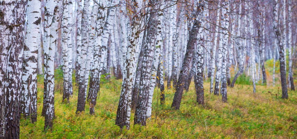 Tne Pattern of a Birches Tne Pattern of a Birches