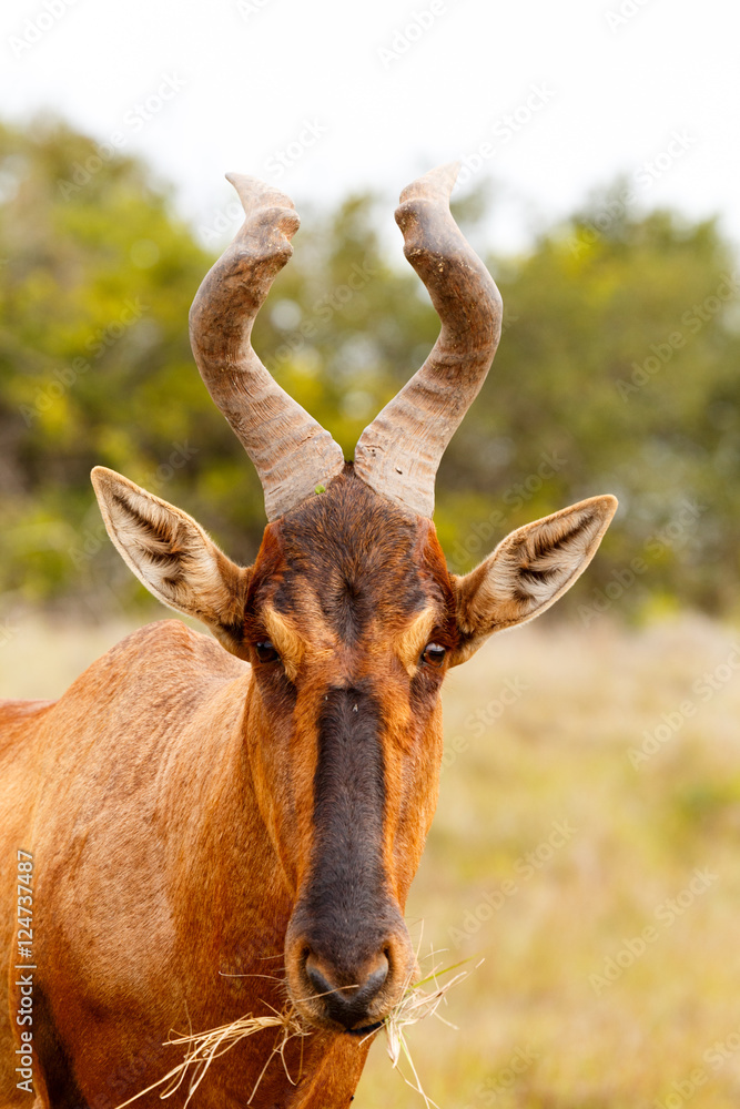 Fototapeta premium Red Hartebeest munching on grass