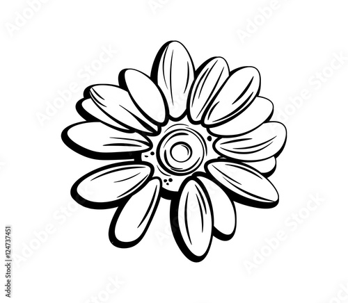 beautiful monochrome, black and white daisy flower isolated. for greeting cards