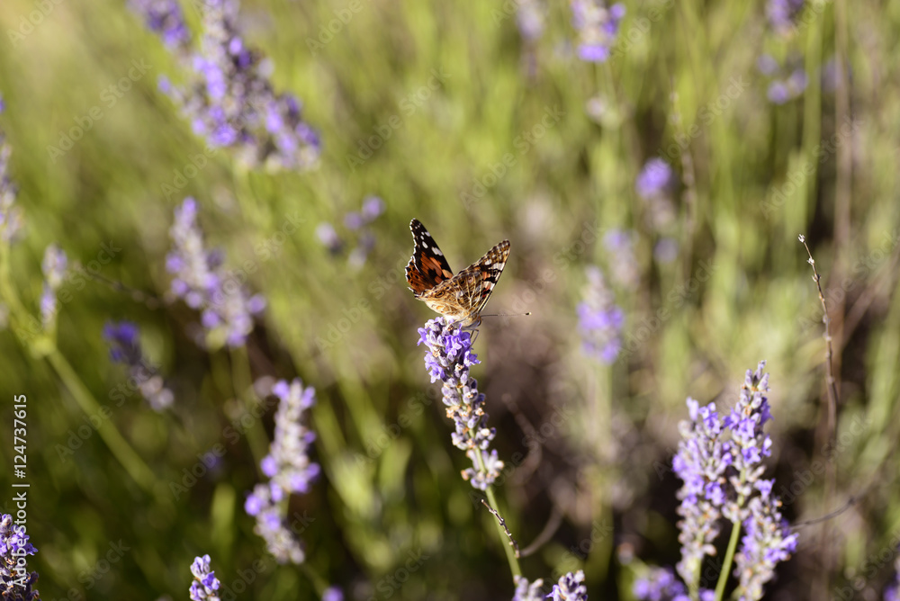 Butterfly on lavender in Dalmatia, Croatia