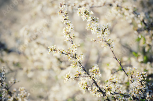 Spring seasonal background with blooming plum tree branches, natural seasonal floral background © Roxana