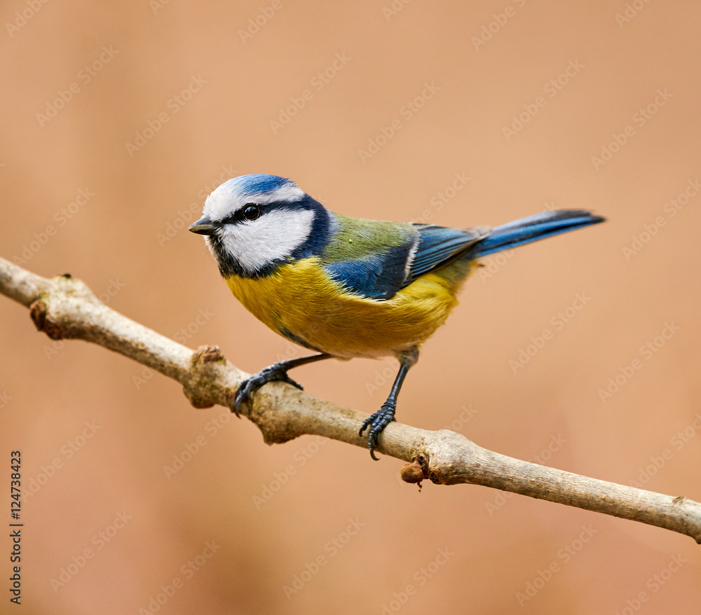 Fototapeta premium Eurasian blue tit
