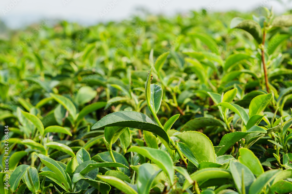 Green tea leaves on tea plantations.Selective soft focus with shallow DOF.