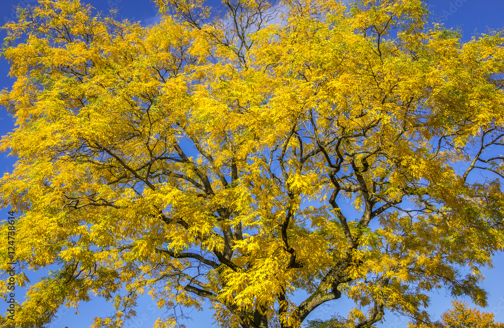 Baum im Herbst vor blauem Himmel mit gelb gefärbten Blättern.