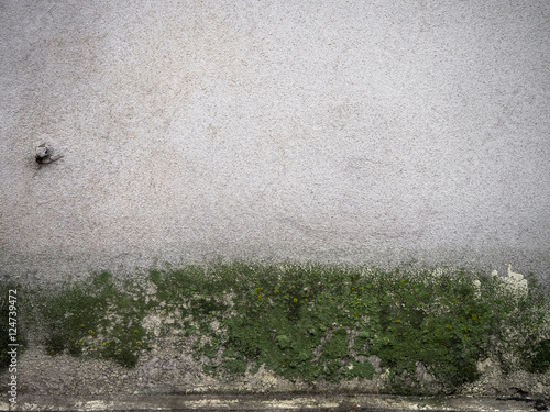 Wall texture with moss.