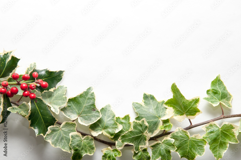 Festive sprig of holly and ivy leaves with berries isolated on a Festive sprig of holly and ivy leaves with berries isolated on a