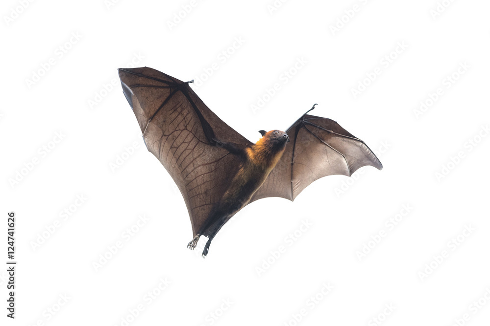 Fototapeta premium Bat flying on white background 