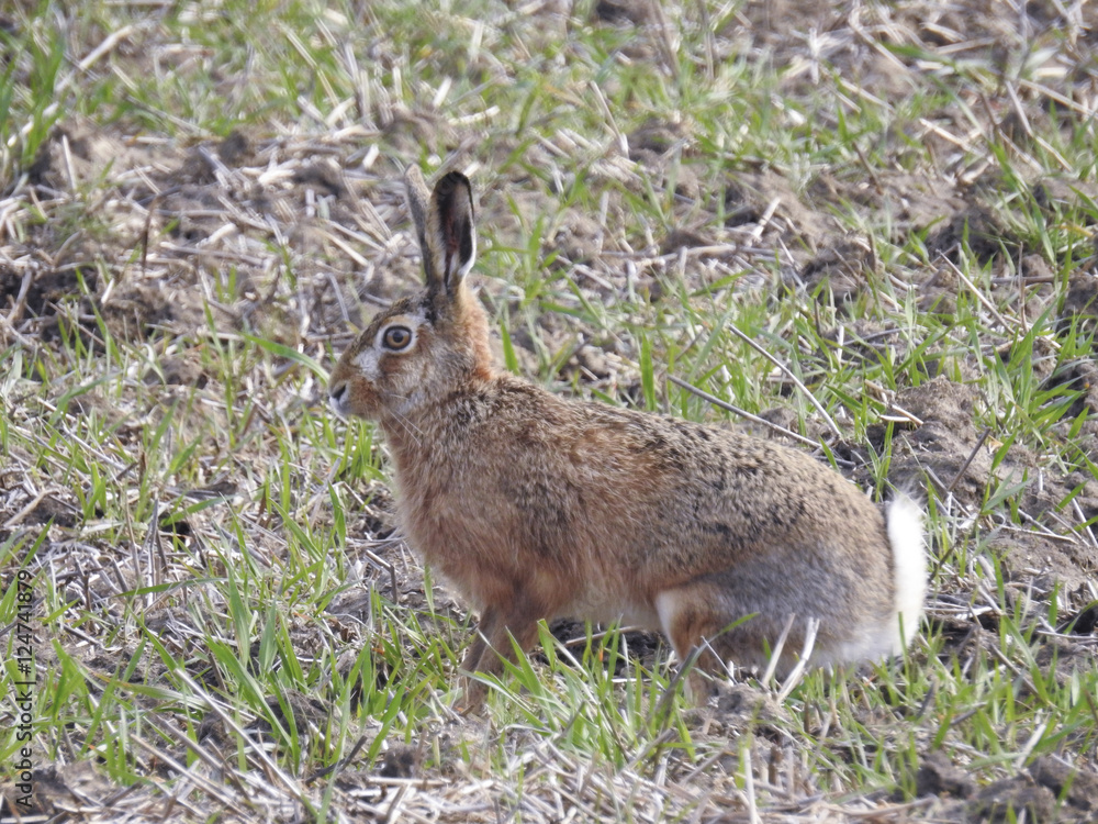 Fototapeta premium Hasen