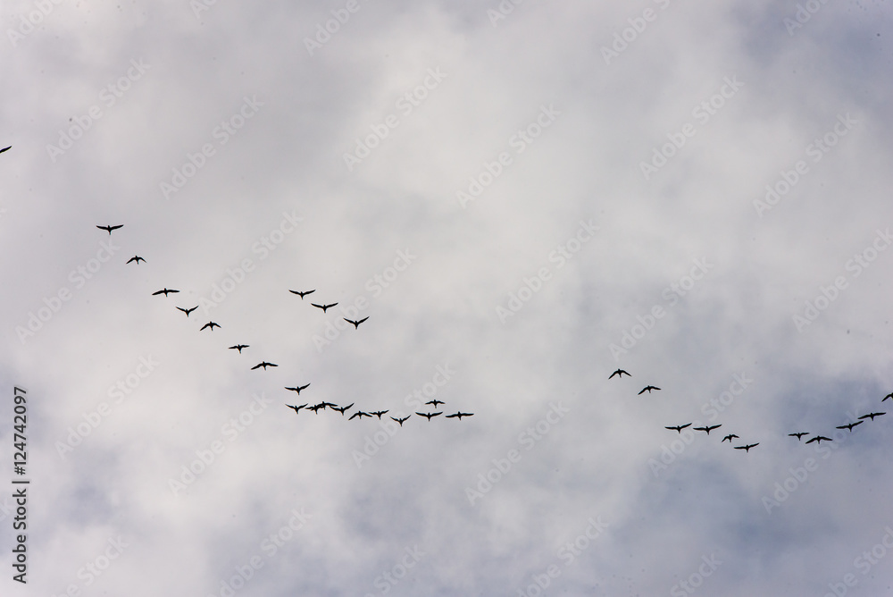 oiseaux migrateurs dans le ciel