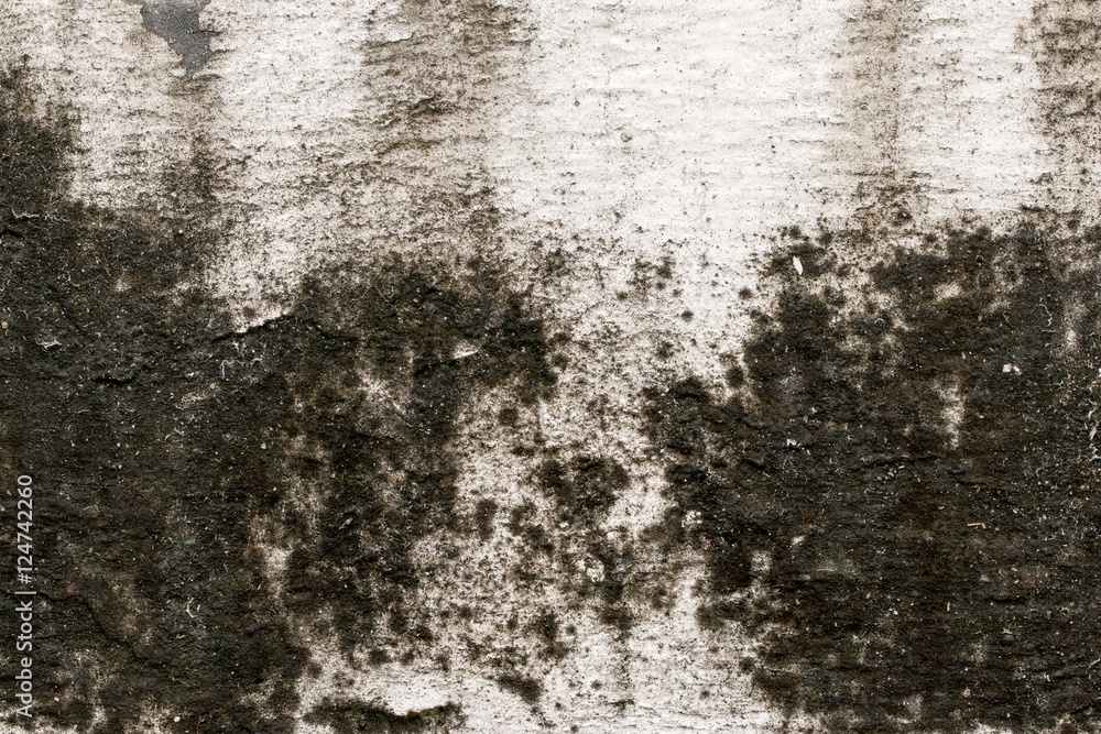 Fototapeta premium white concrete wall texture